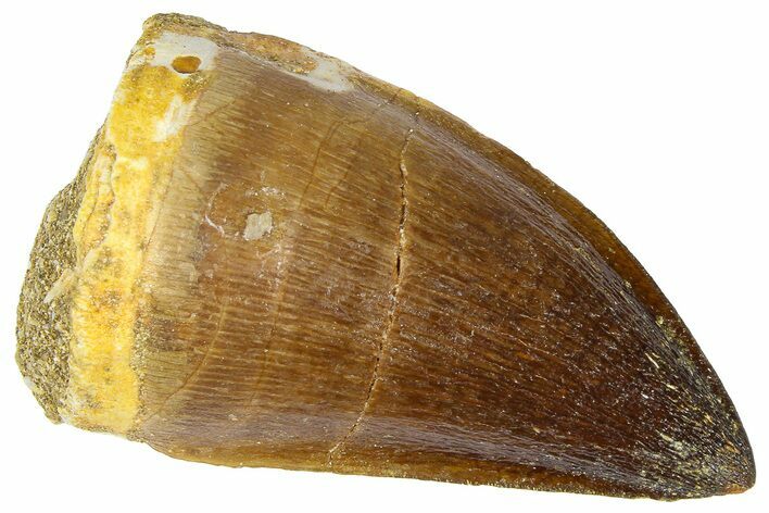 Fossil Mosasaur (Thalassotitan) Tooth - Morocco #364164